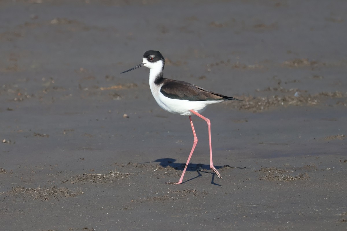 Zankaluze kaskabeltza - ML646870621