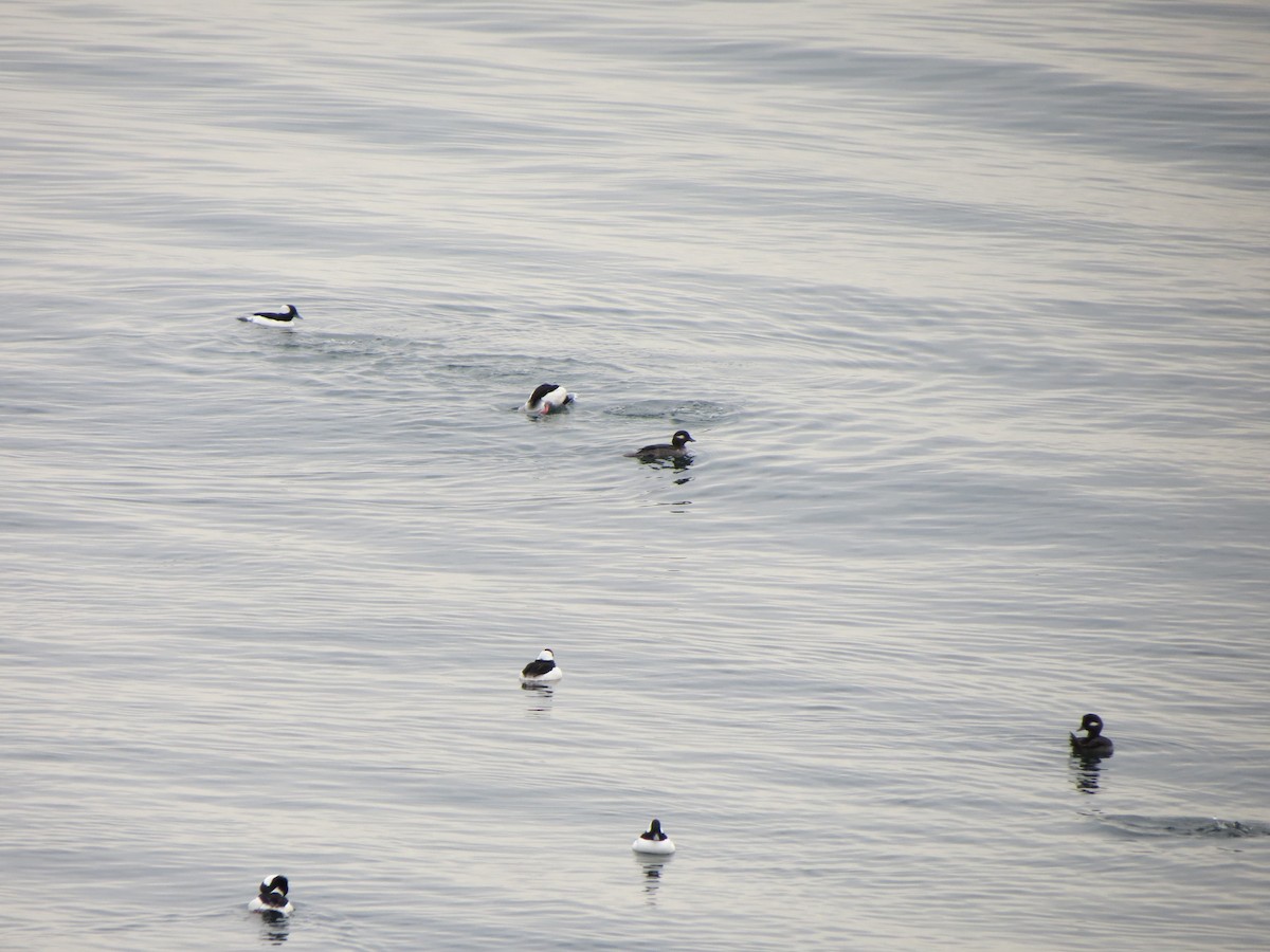 Porrón Albeola - ML646870622