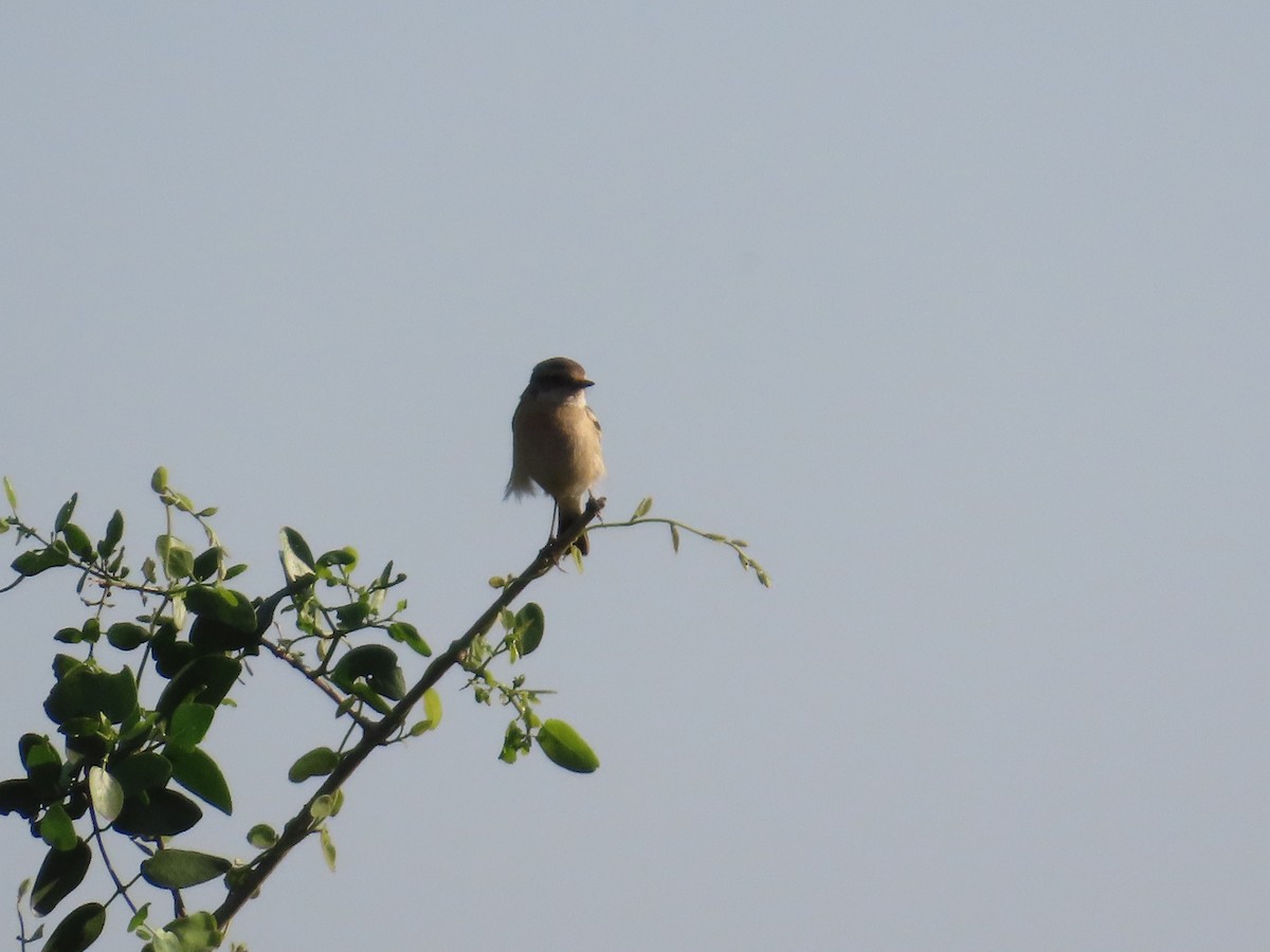 Siberian Stonechat - ML646870623