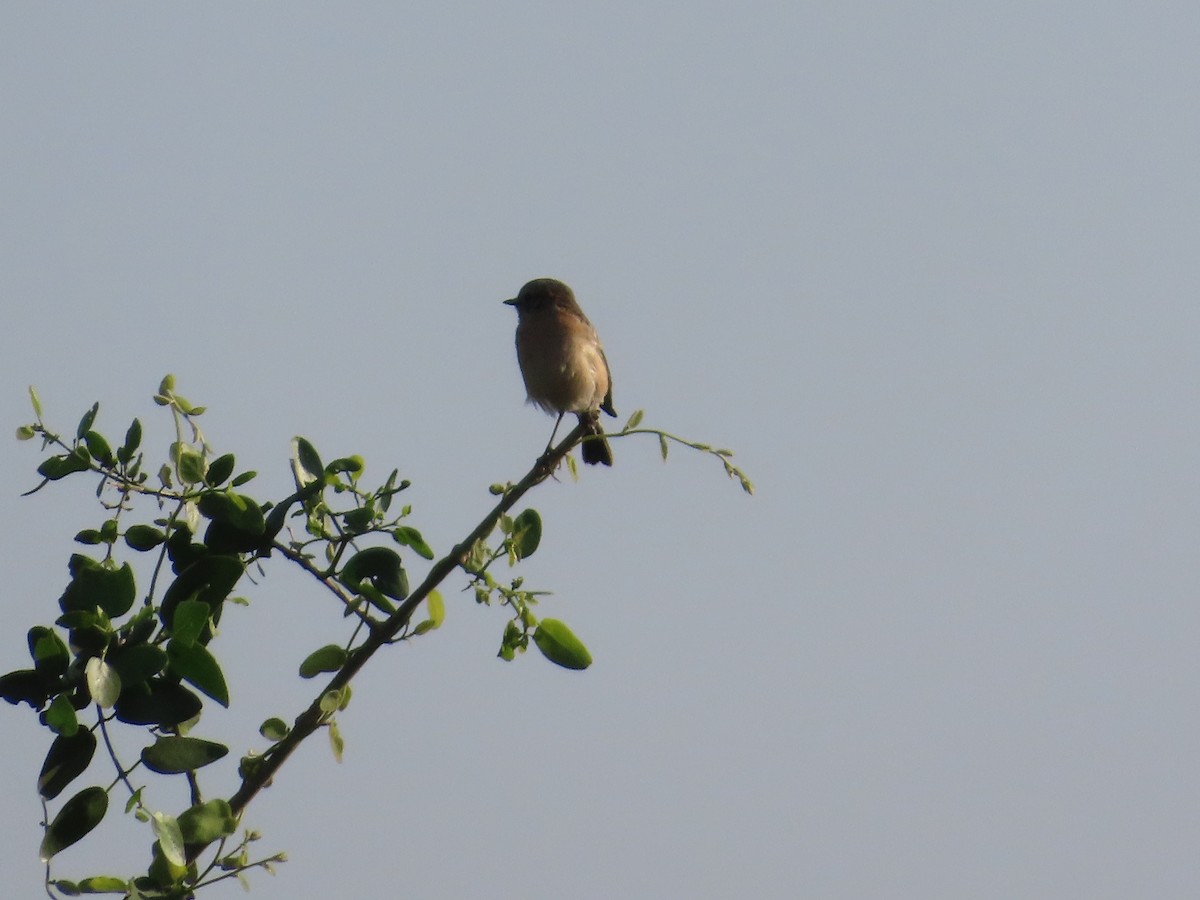Siberian Stonechat - ML646870624