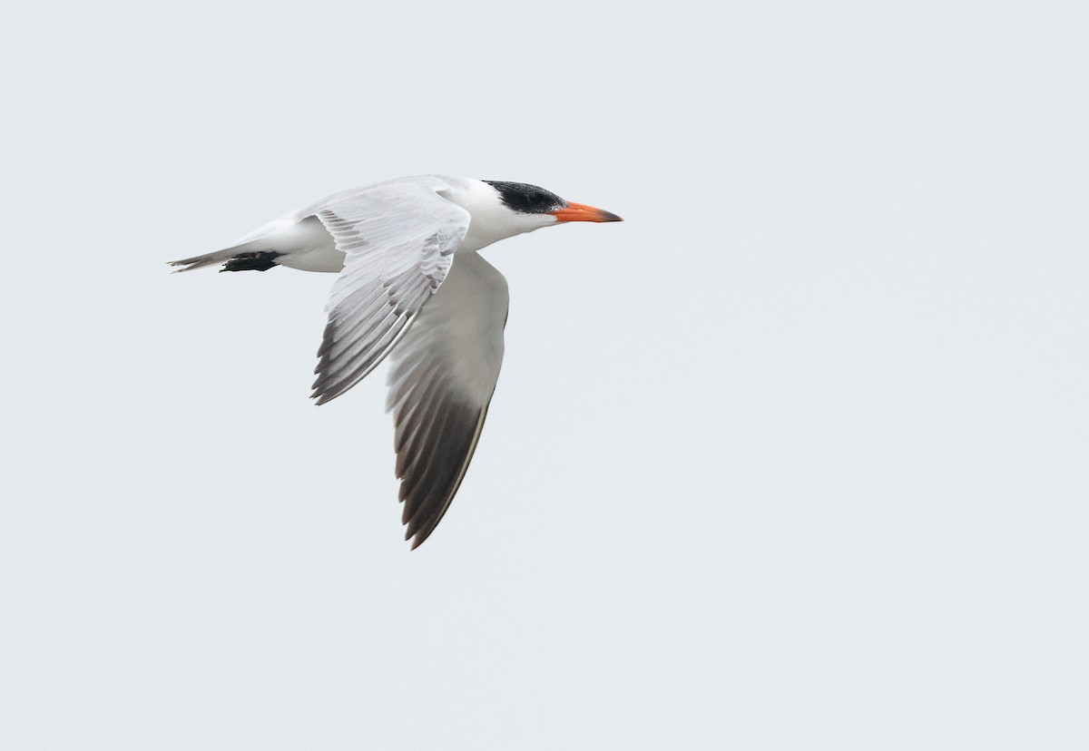 Caspian Tern - ML646870625