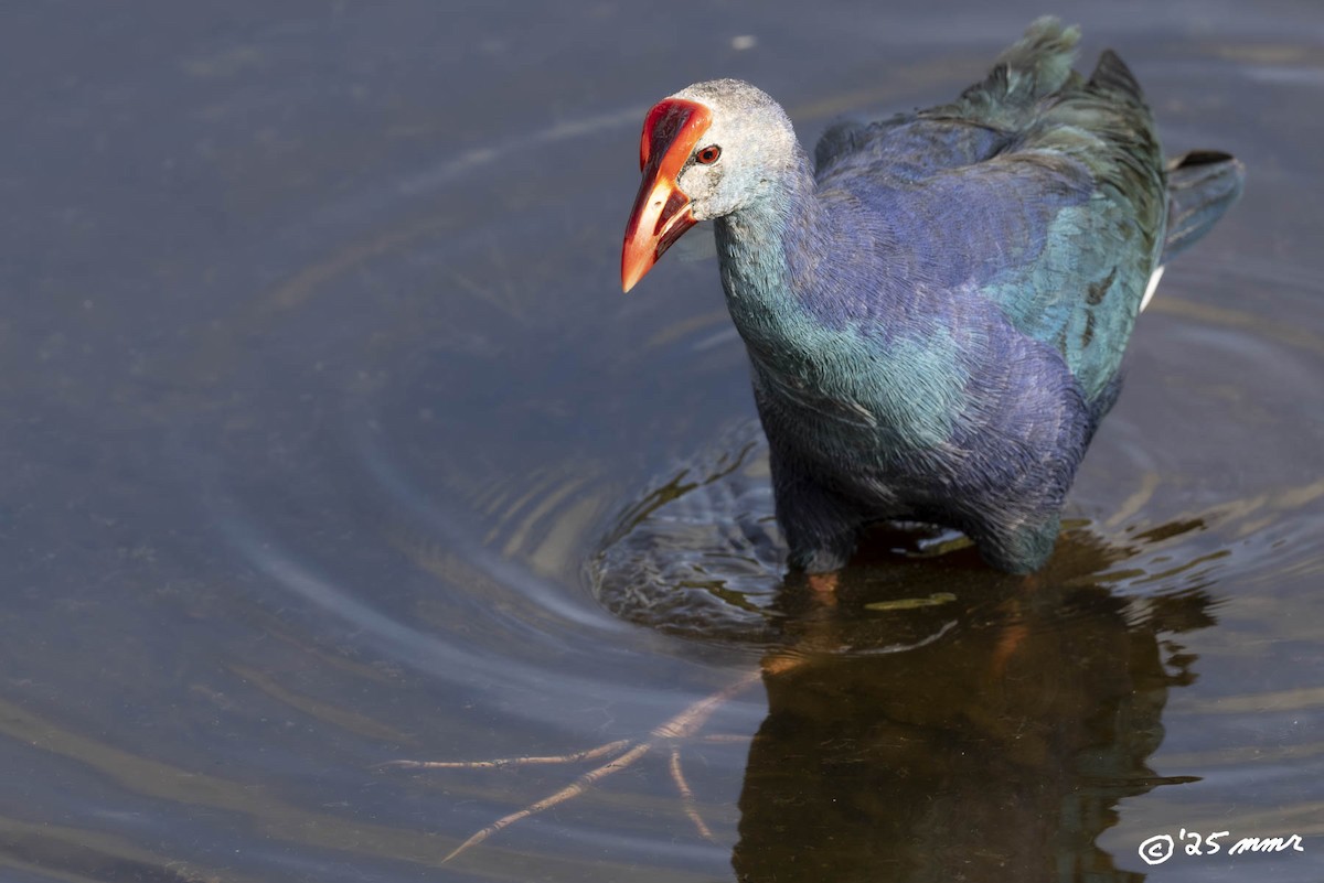 Gray-headed Swamphen - ML646870627