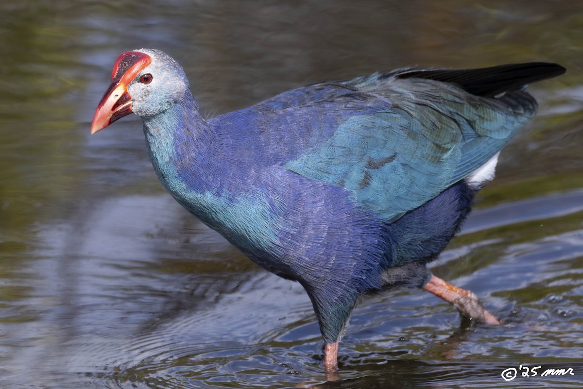 Gray-headed Swamphen - ML646870628