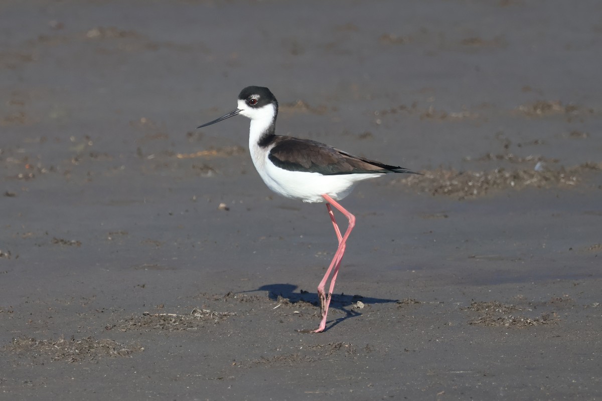 Zankaluze kaskabeltza - ML646870629