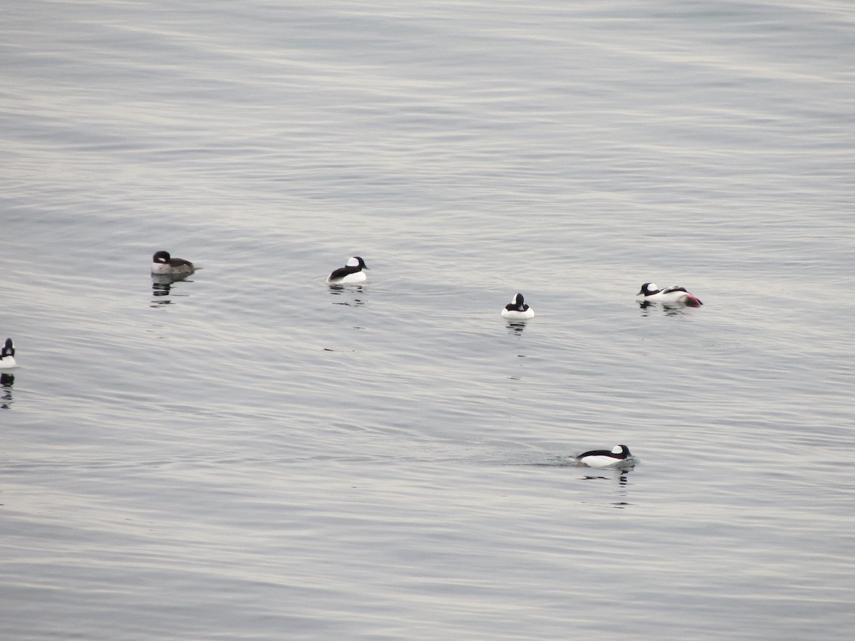 Porrón Albeola - ML646870630