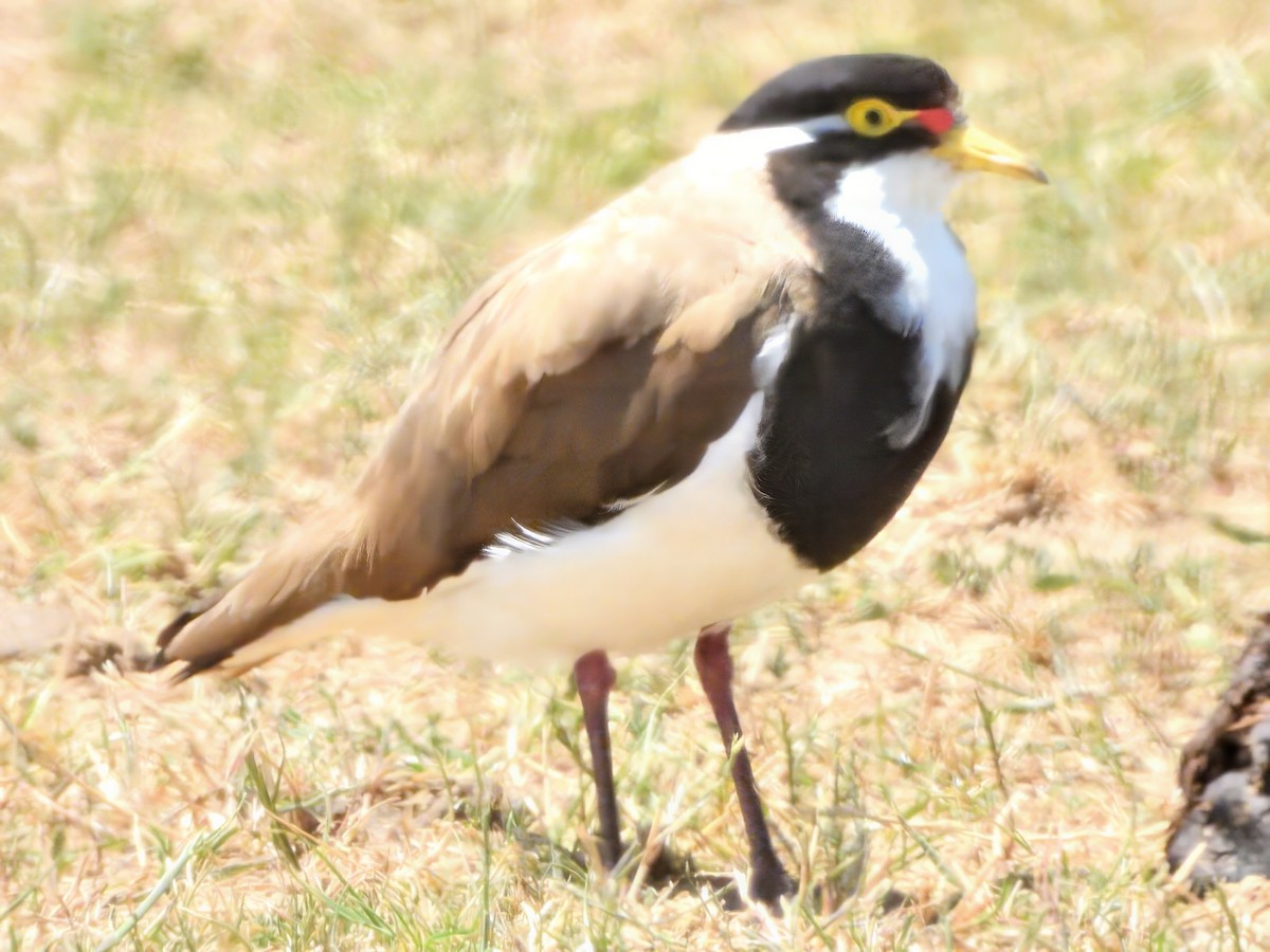 Vanneau tricolore - ML646870631