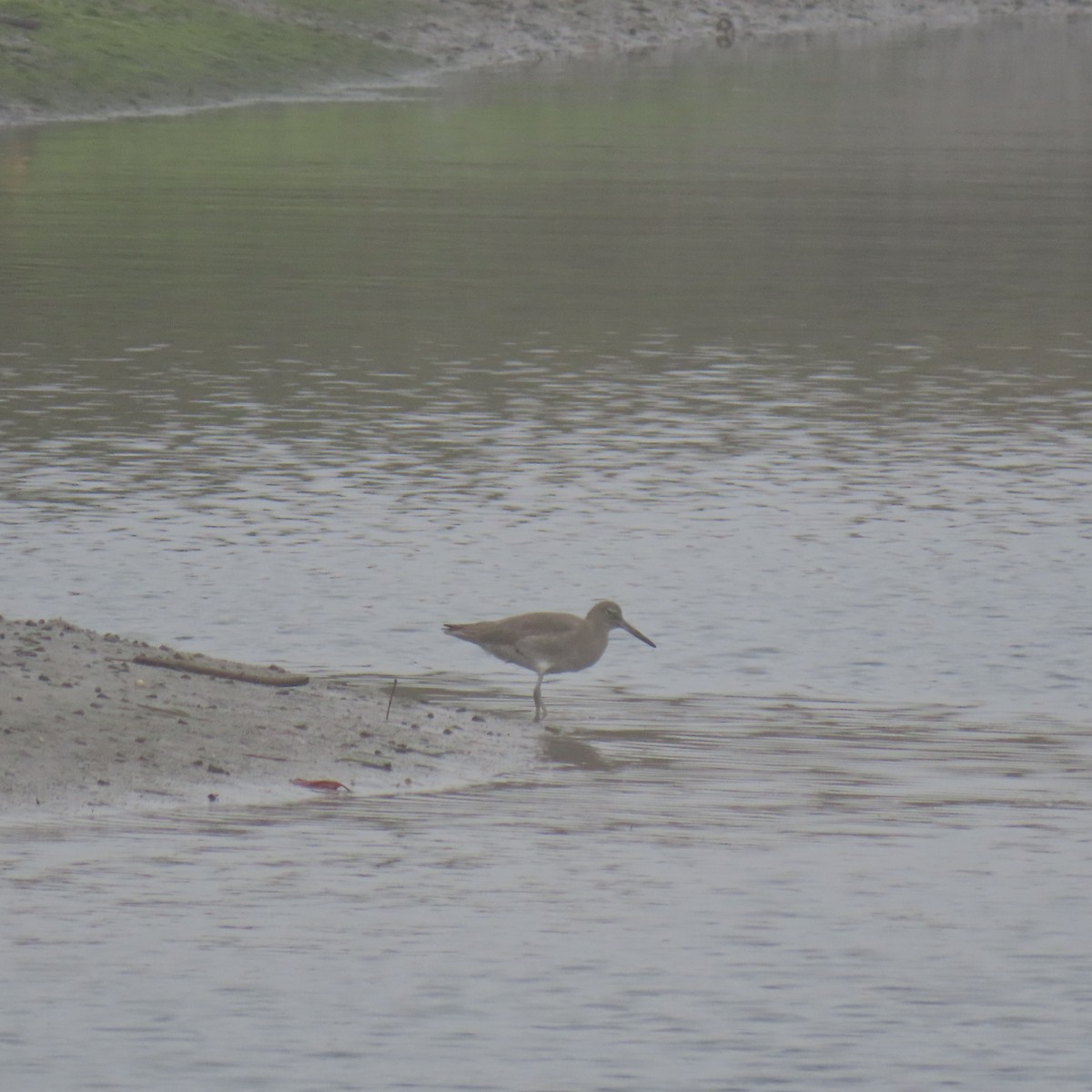 Willet - ML646870632