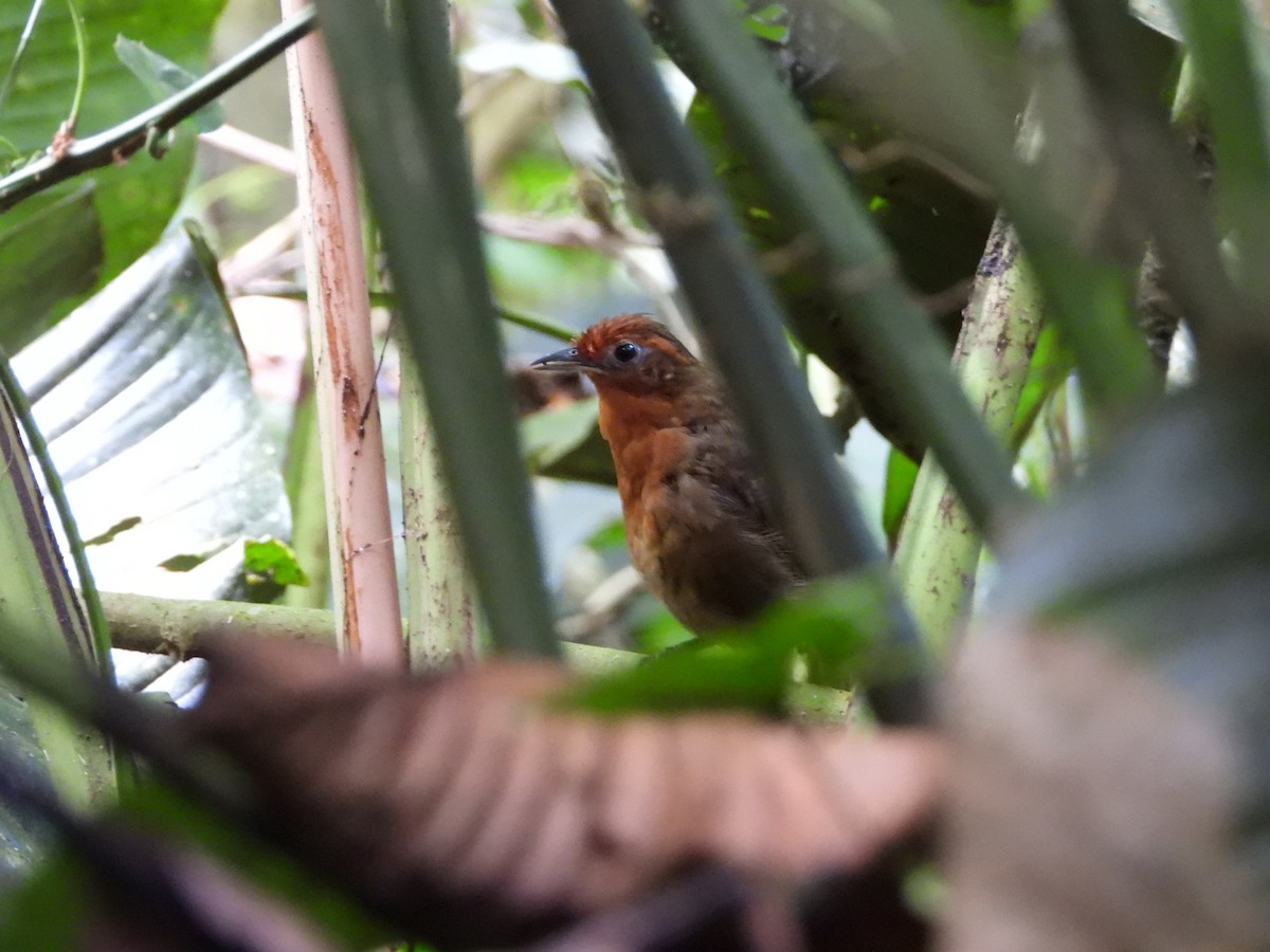 Musician Wren - ML646870633