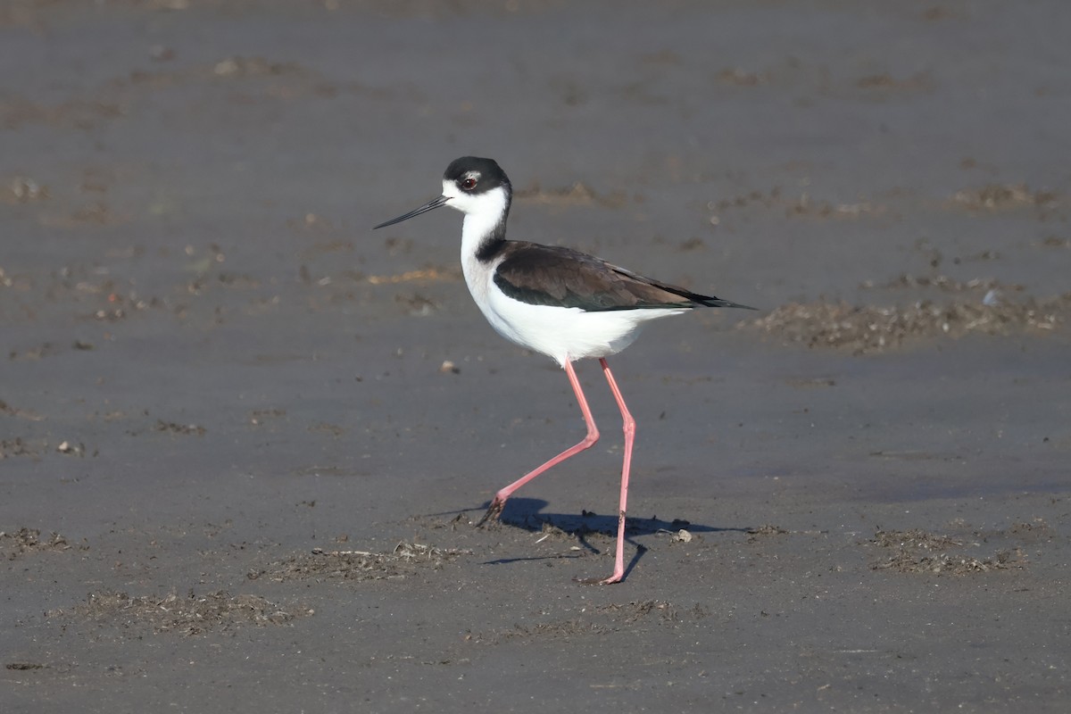 Zankaluze kaskabeltza - ML646870636