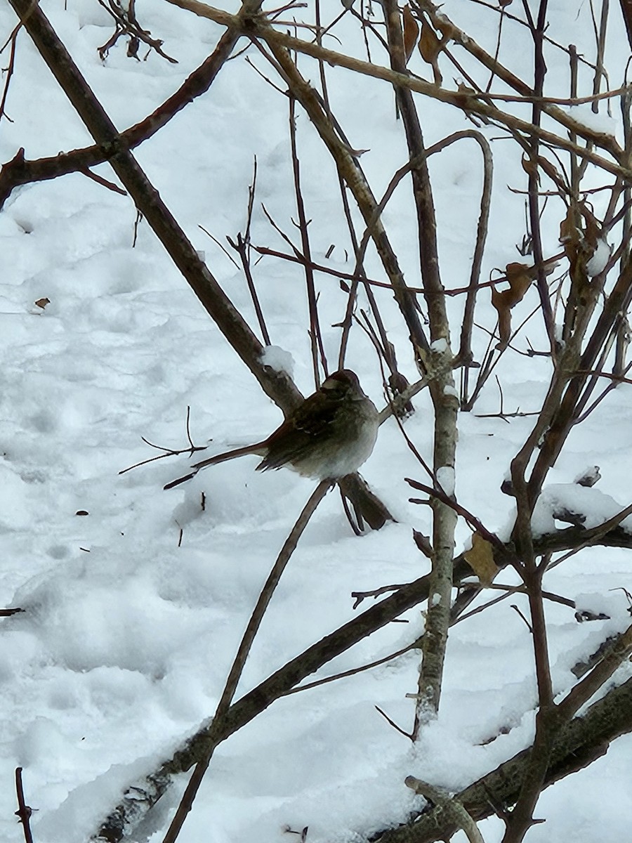 Белогорлая зонотрихия - ML646870637