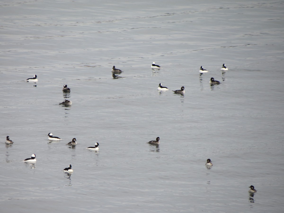 Porrón Albeola - ML646870638