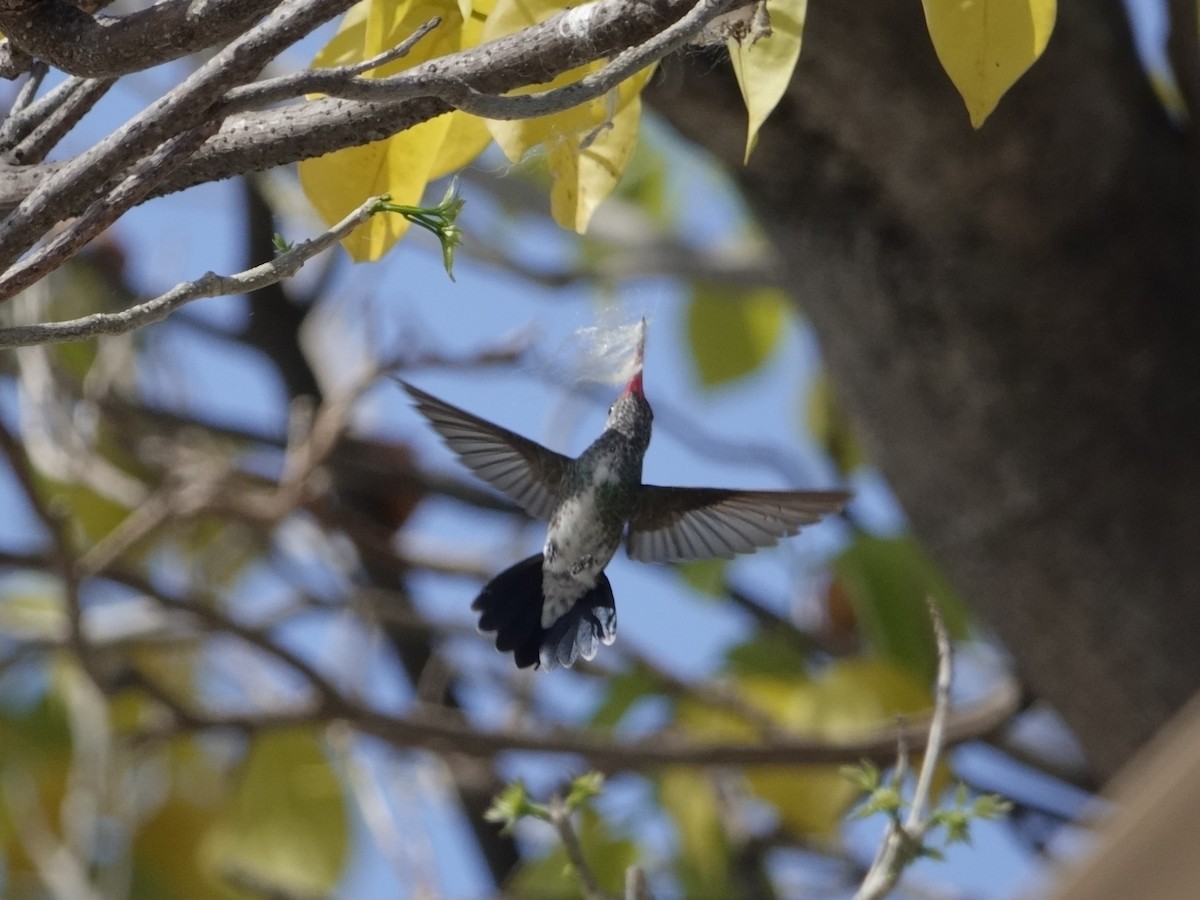 kolibřík zrcadlový - ML646870642