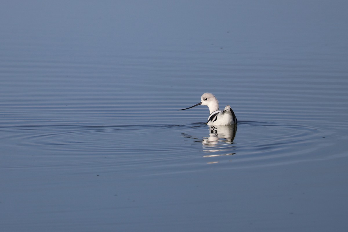 Abozeta laranja - ML646870644