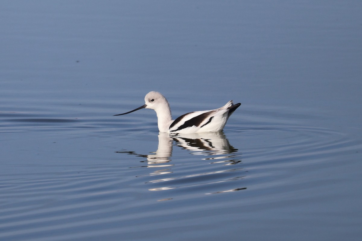 Abozeta laranja - ML646870645