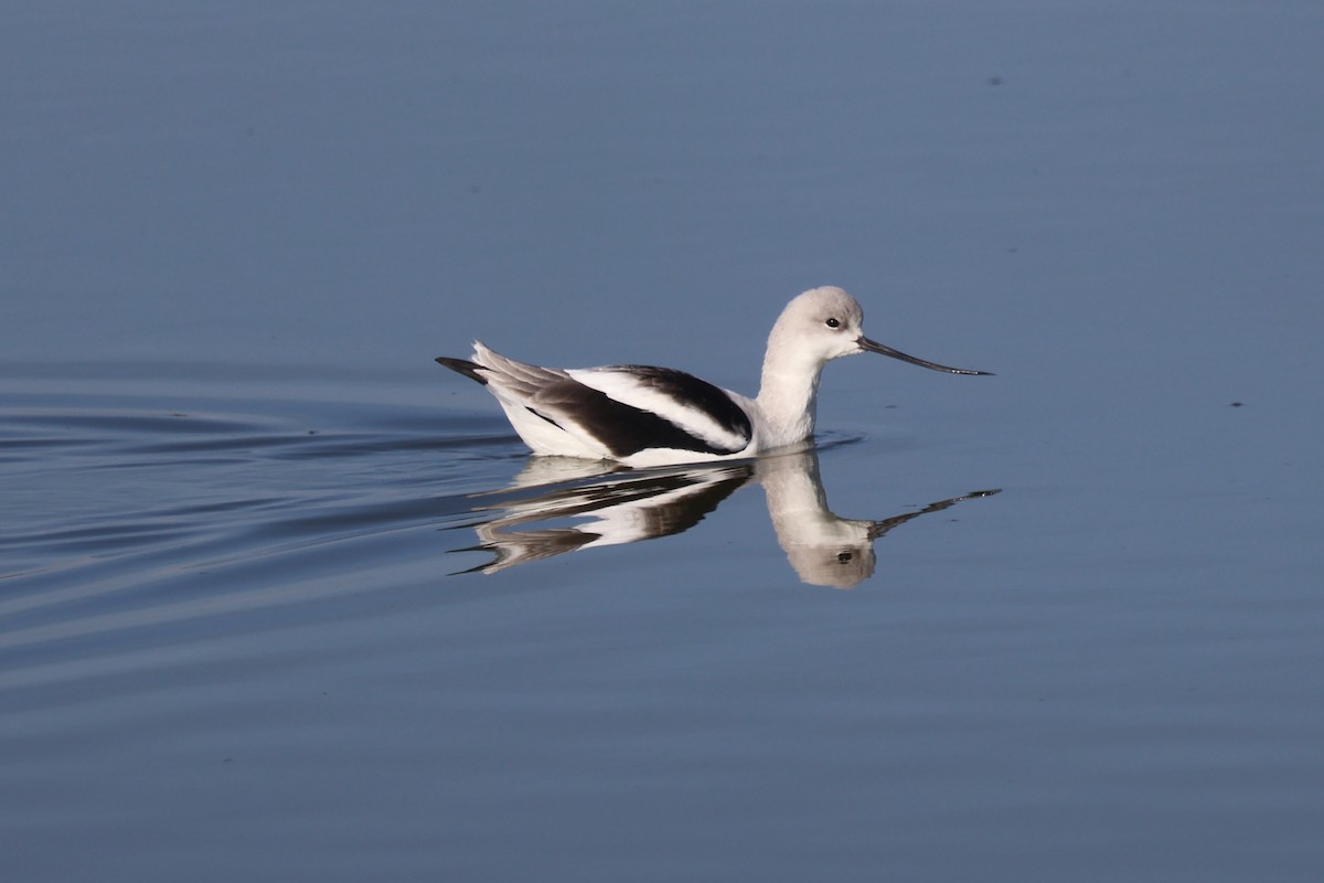 Abozeta laranja - ML646870646