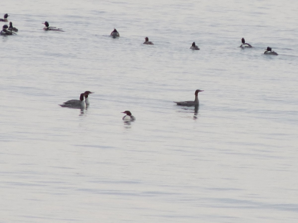 Serreta Grande - ML646870653