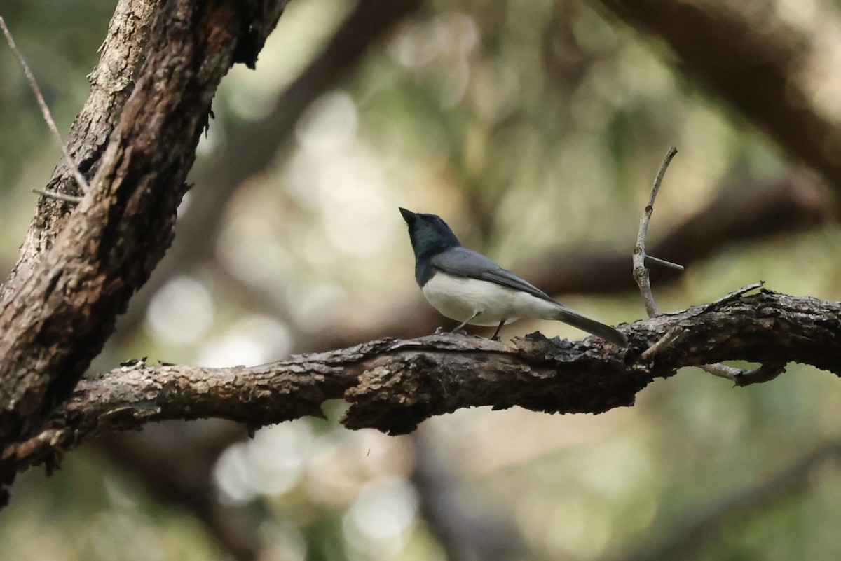 Leaden Flycatcher - ML646870654