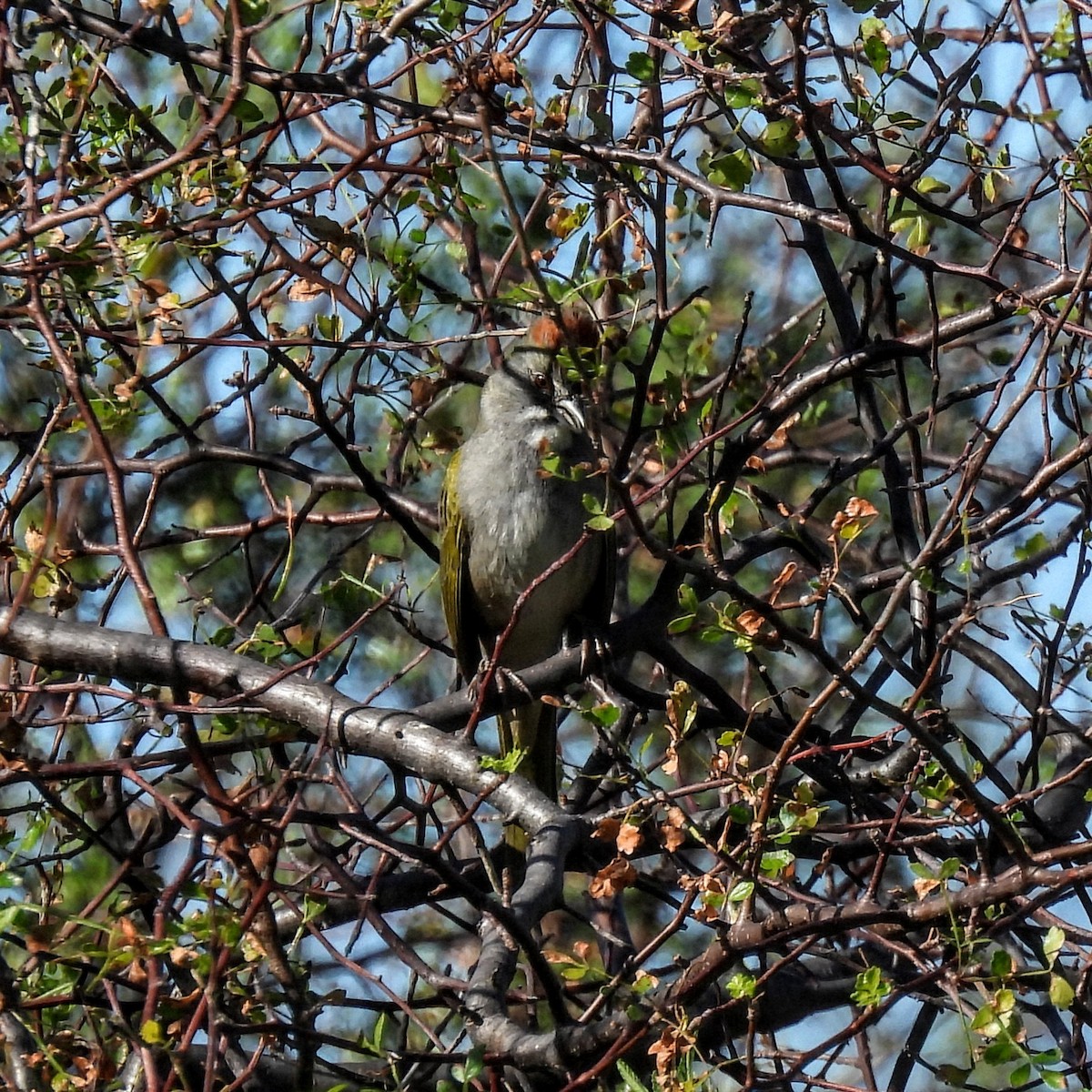 Green-tailed Towhee - ML646870655