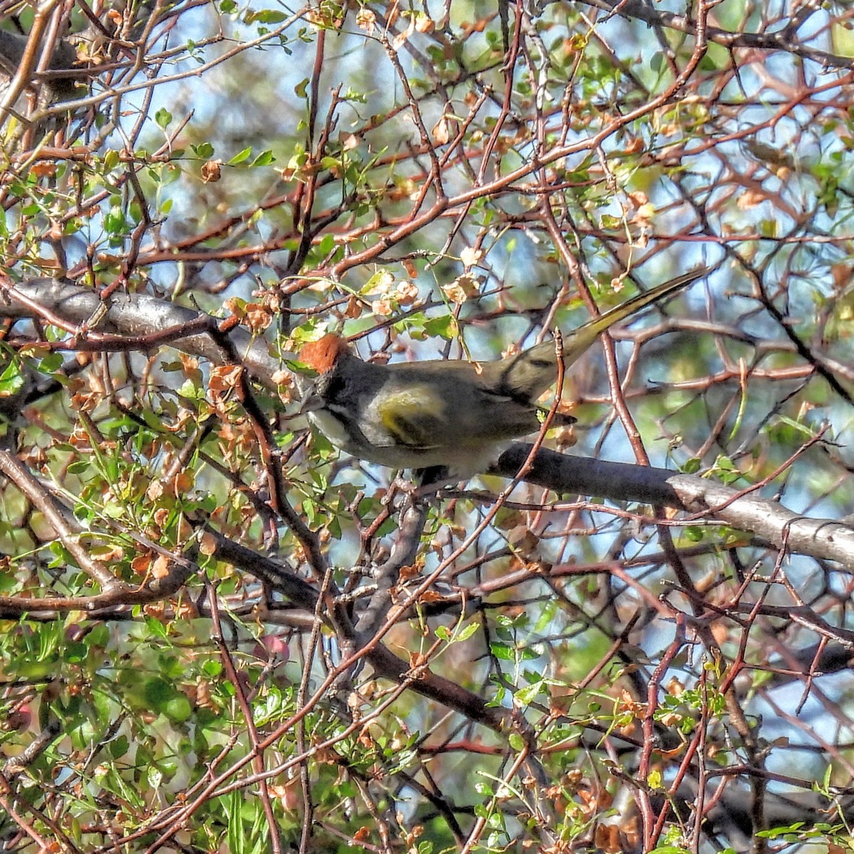 Green-tailed Towhee - ML646870656