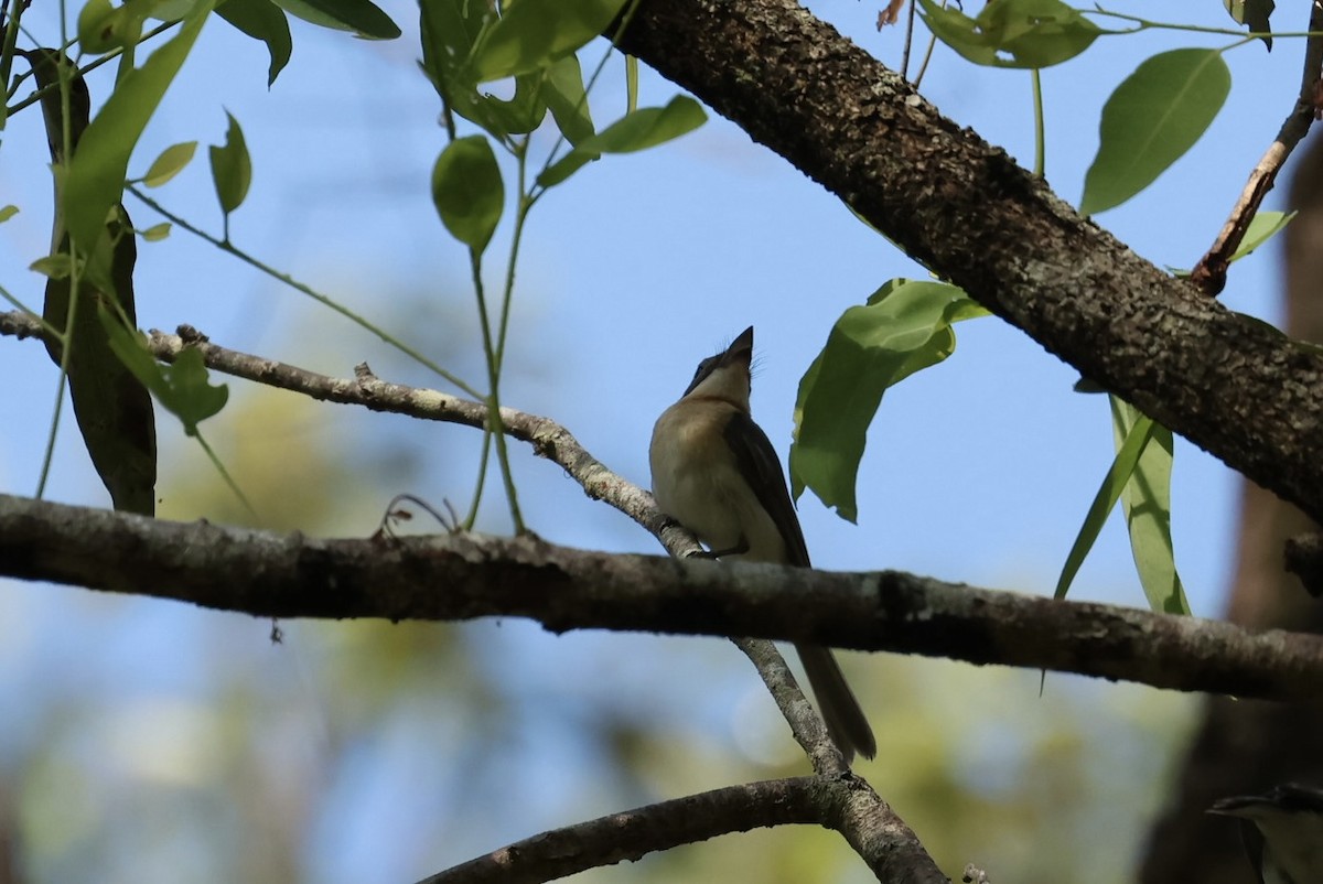 Leaden Flycatcher - ML646870657