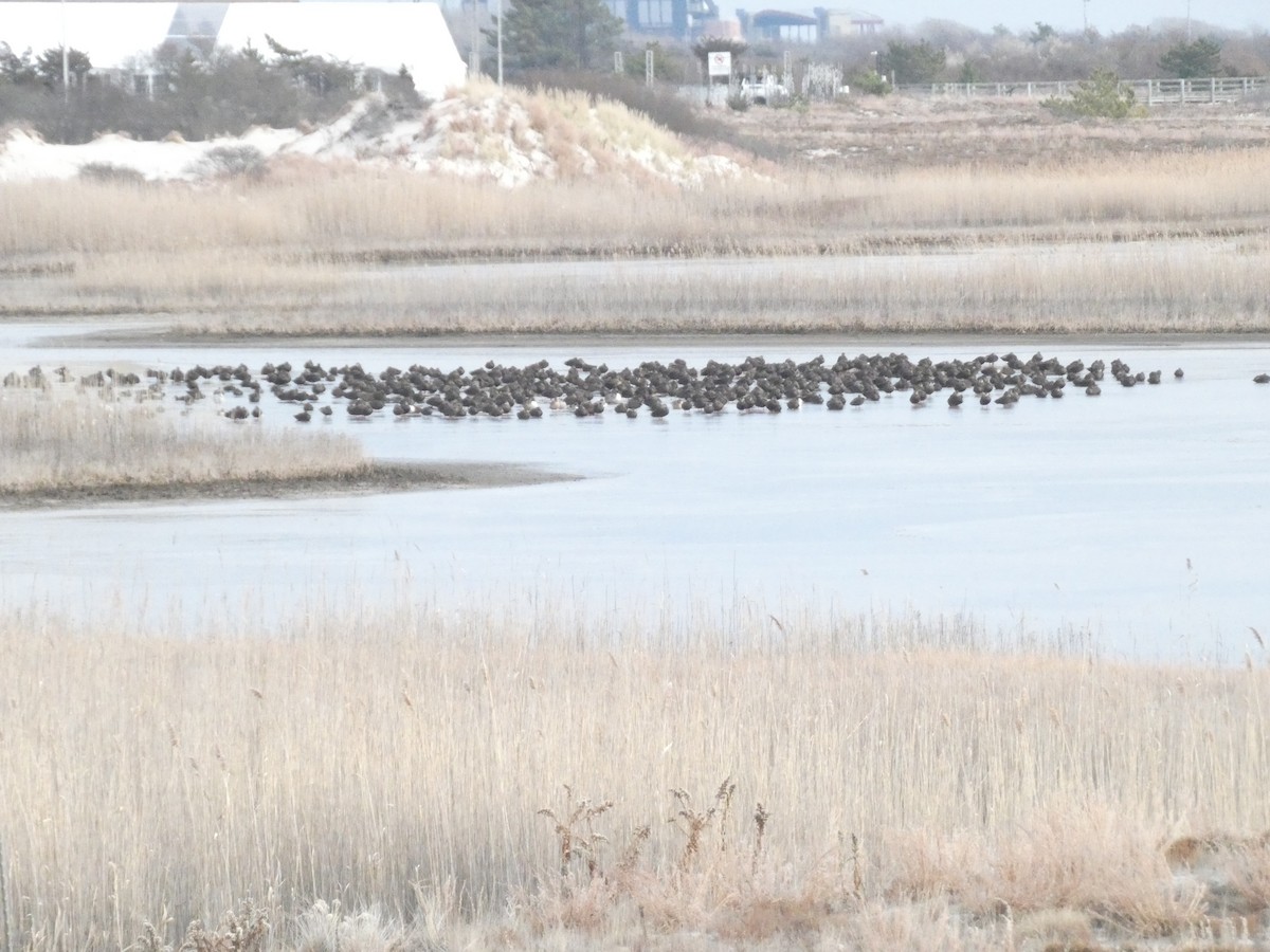 Ánade Sombrío - ML646870658