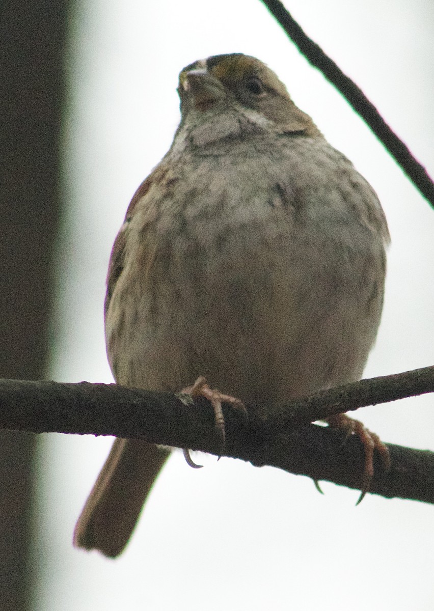 White-throated Sparrow - ML646870660