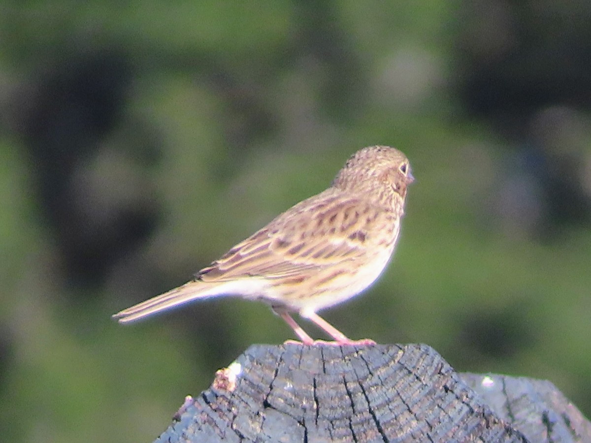 Vesper Sparrow - ML646870661