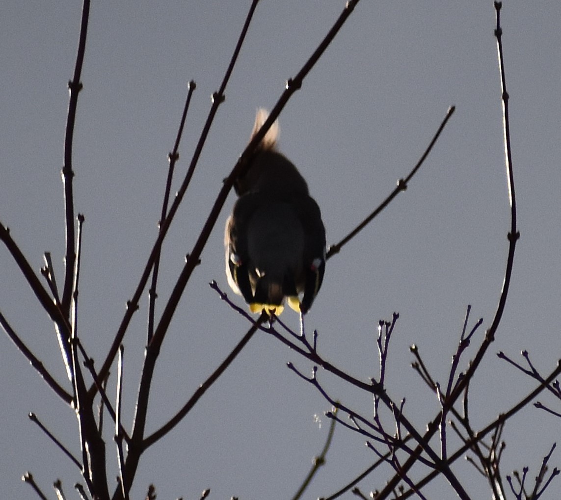 Ampelis Europeo - ML646870662