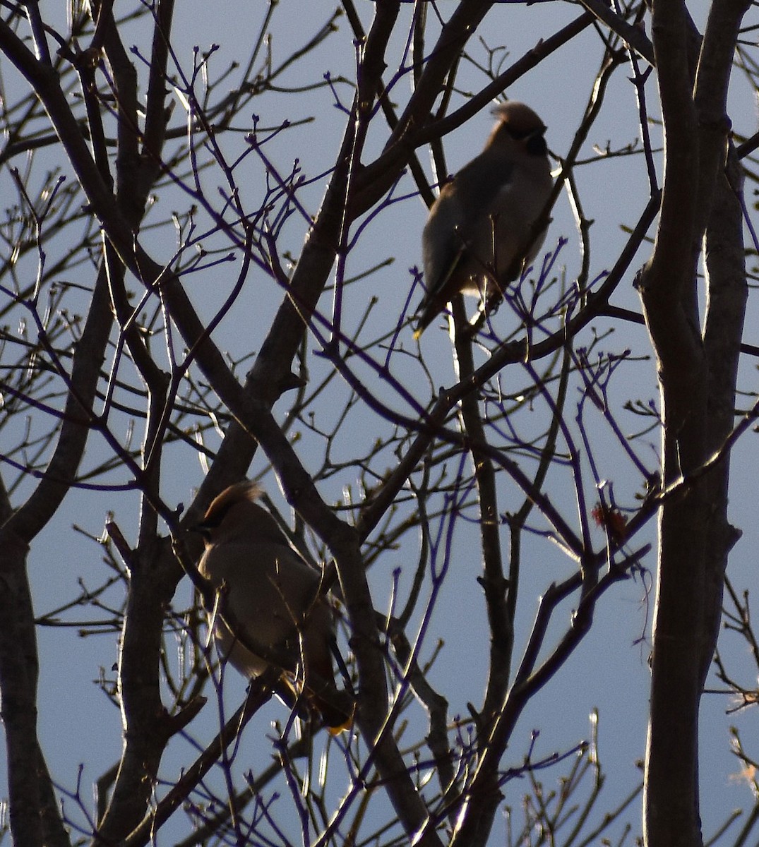 Ampelis Europeo - ML646870663