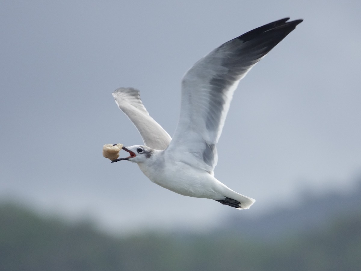 Ацтекская чайка - ML646870664