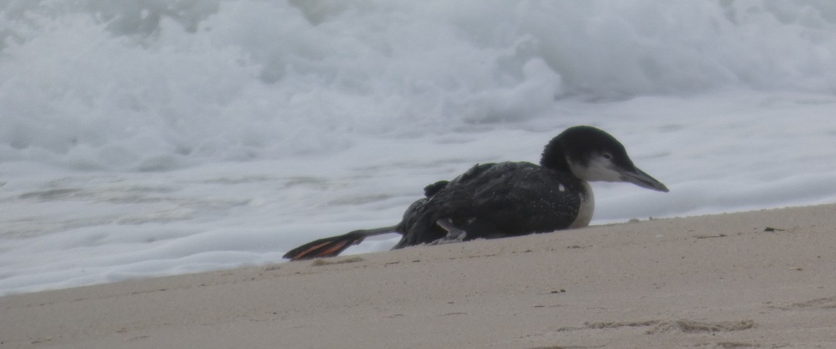 Plongeon huard - ML646870665