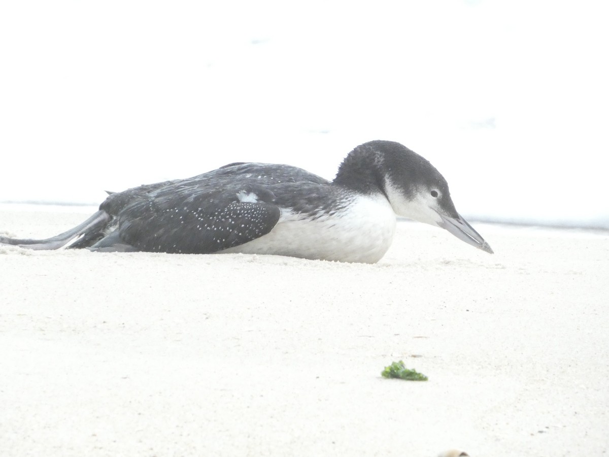 Plongeon huard - ML646870666