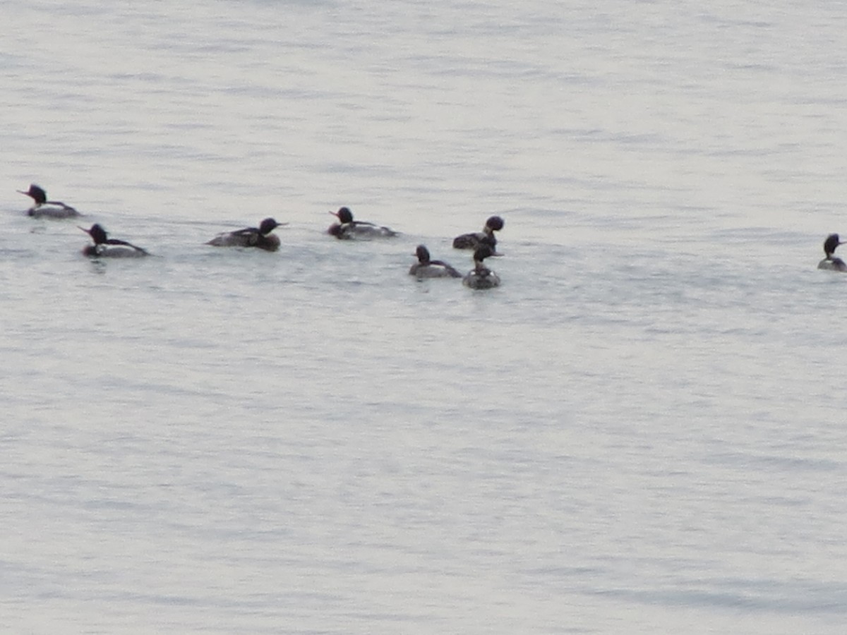 Serreta Mediana - ML646870669