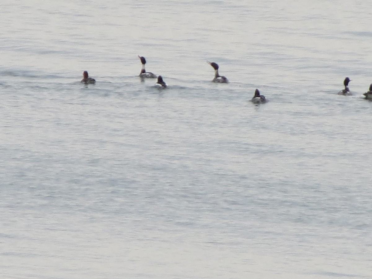 Serreta Mediana - ML646870672