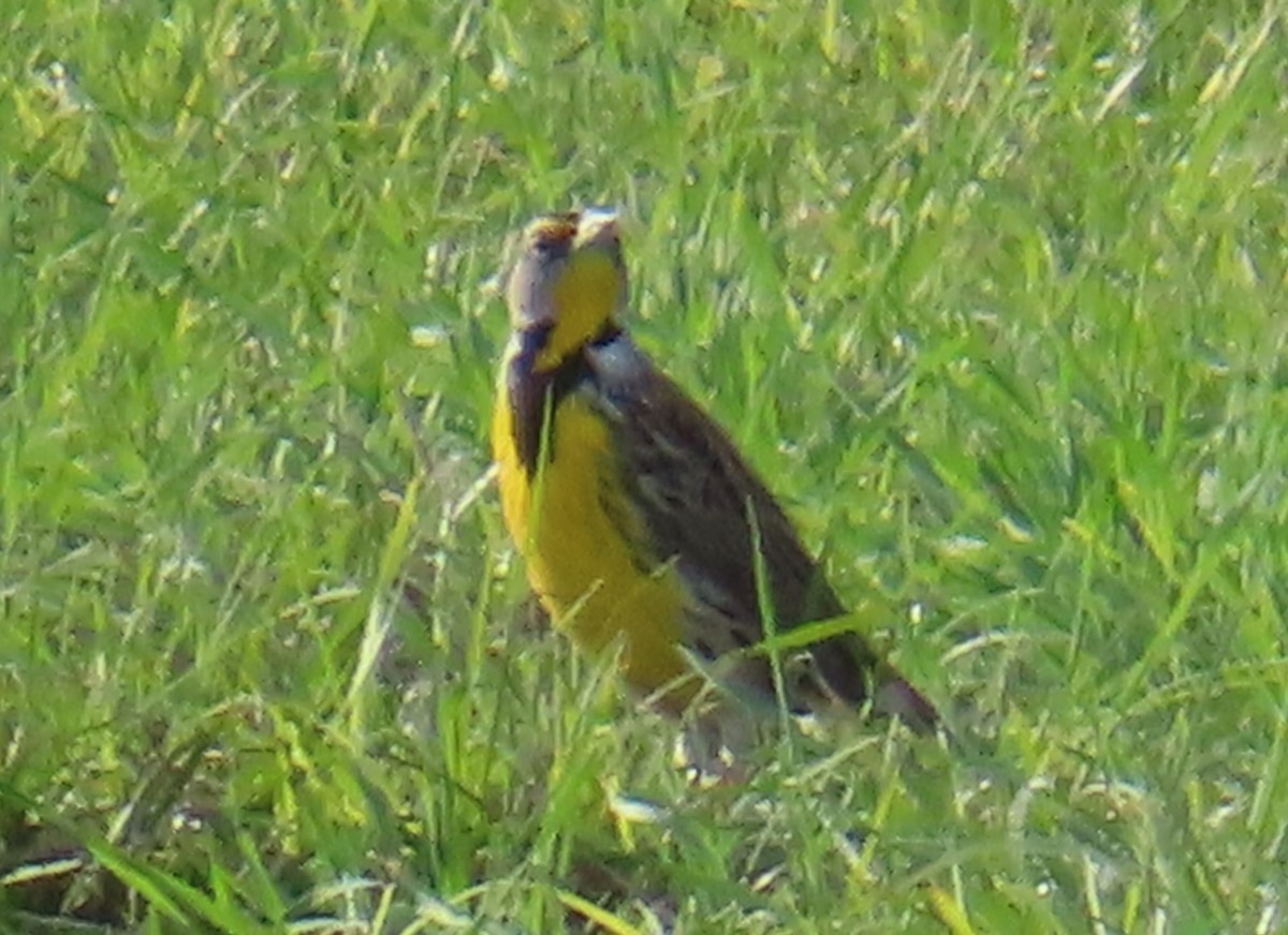 Sturnelle des prés - ML646870673