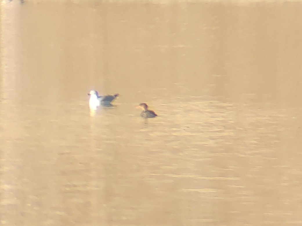 Red-breasted Merganser - ML646870674