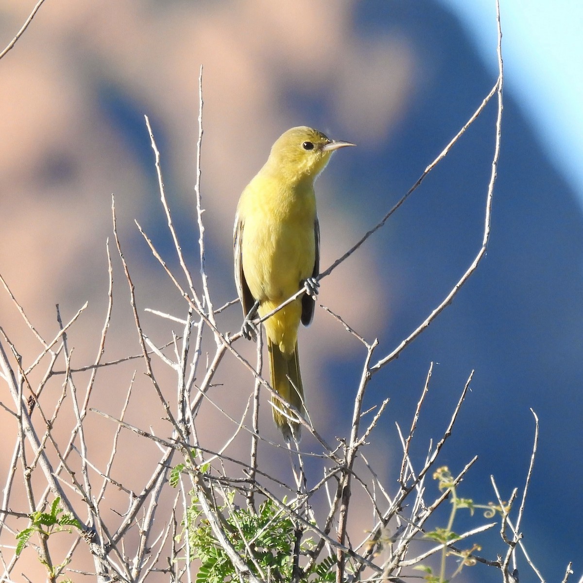 Hooded Oriole - ML646870675