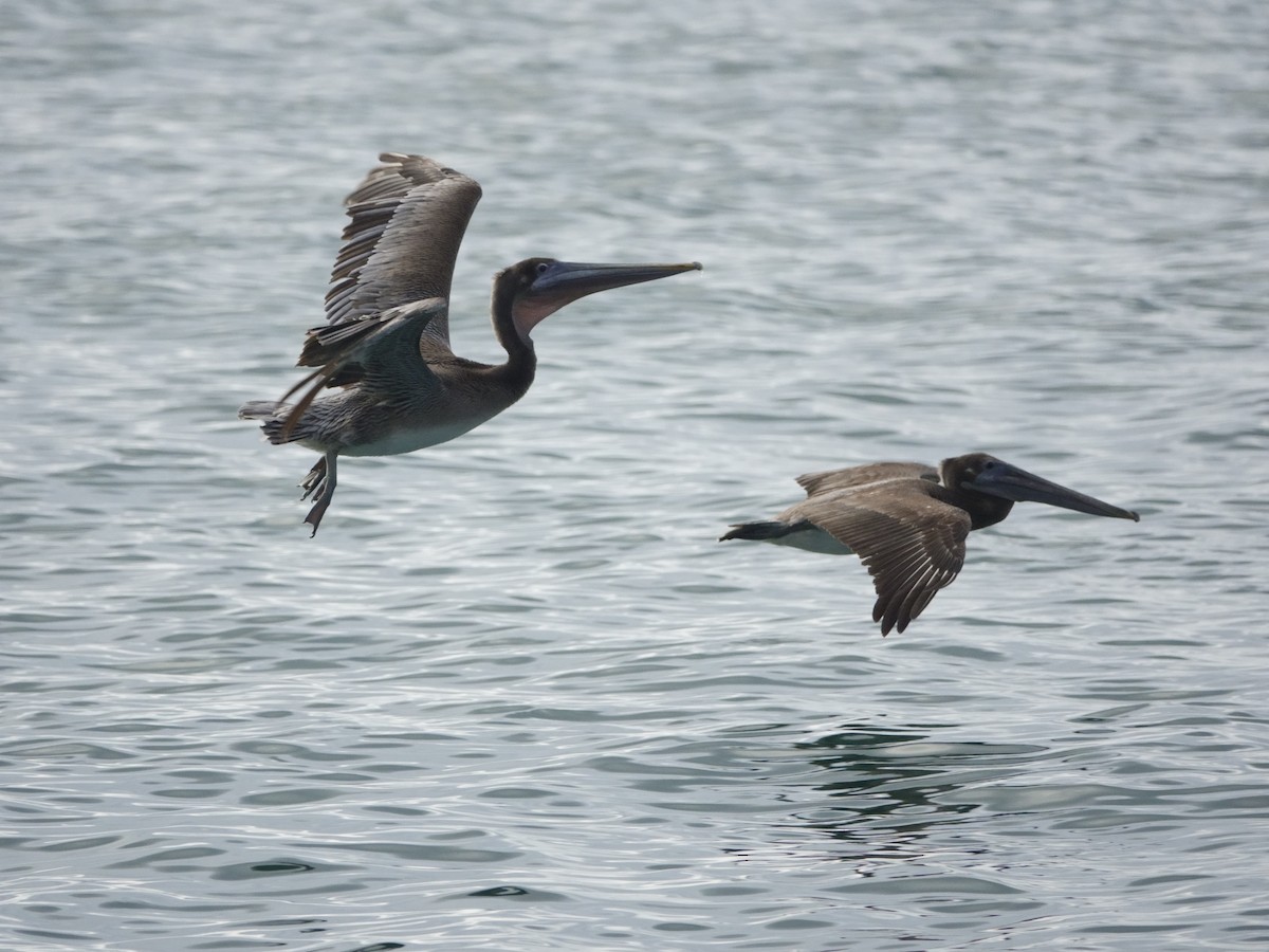 pelikán hnědý - ML646870676