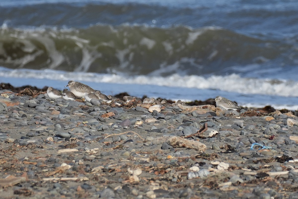 חופזי מנומר - ML646870680