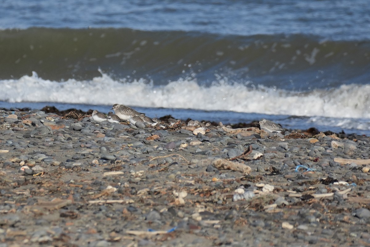 灰斑鴴 - ML646870681