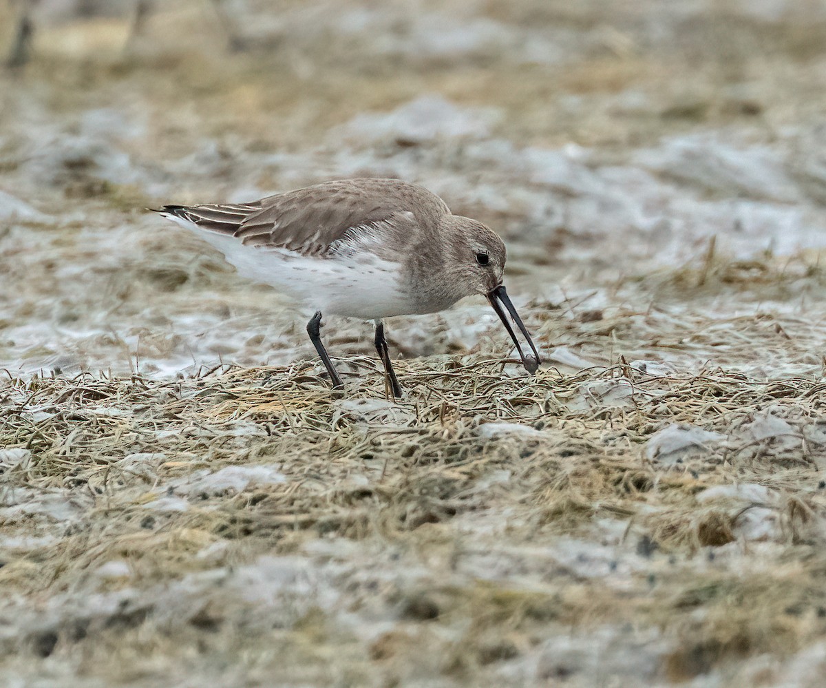 Чернозобик - ML646870682