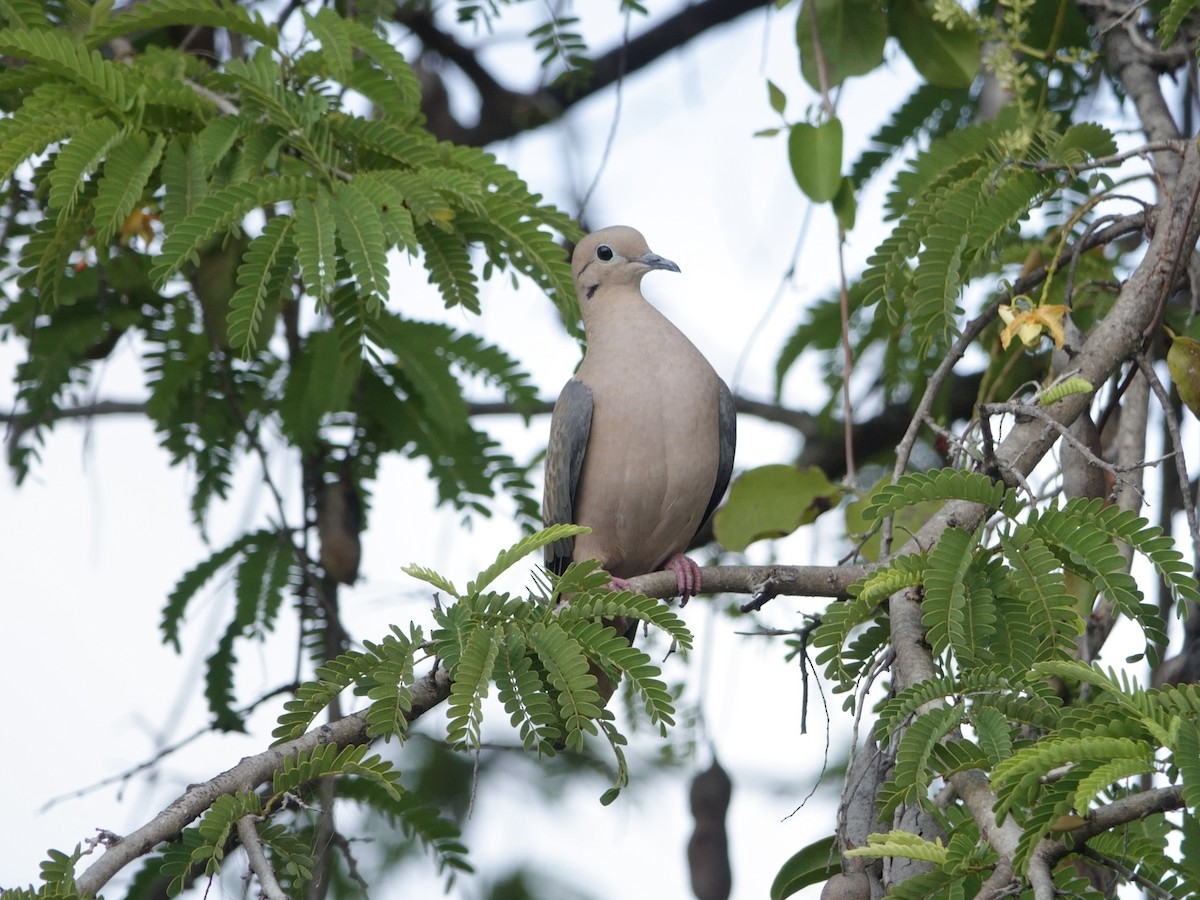 hrdlička černouchá - ML646870683