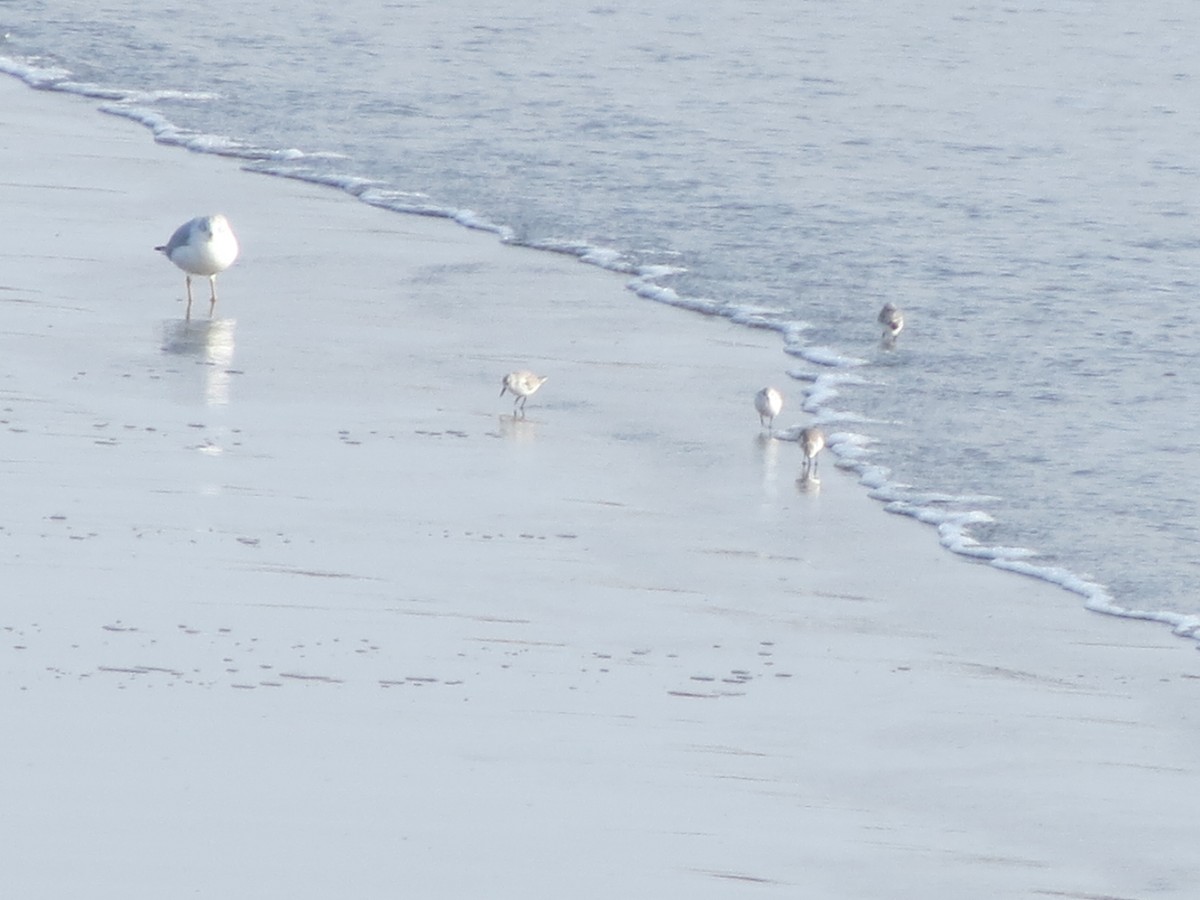 Sanderling - ML646870684