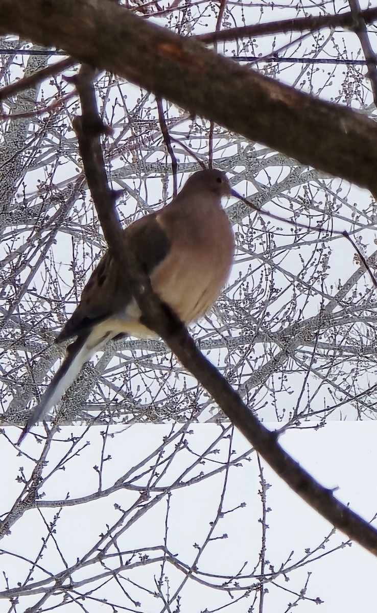 Mourning Dove - ML646870686