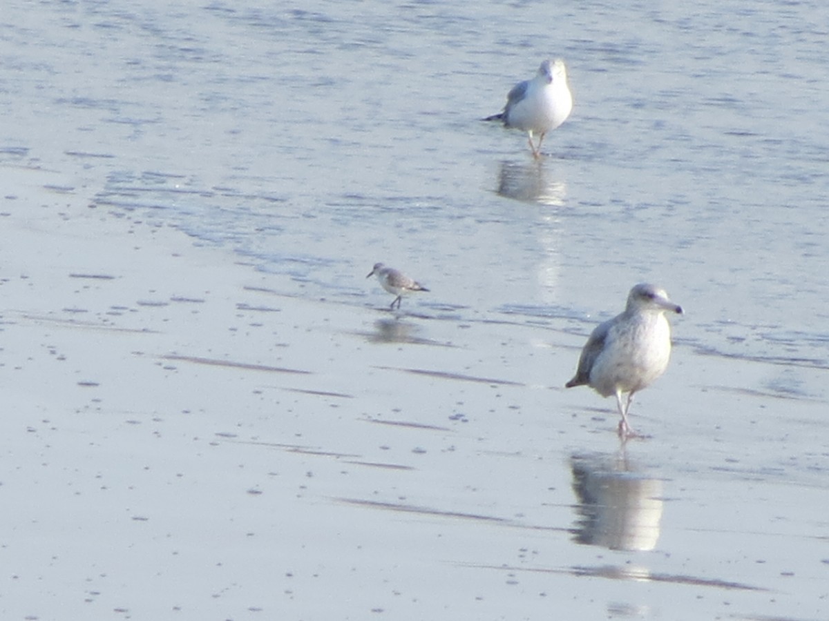 Sanderling - ML646870687