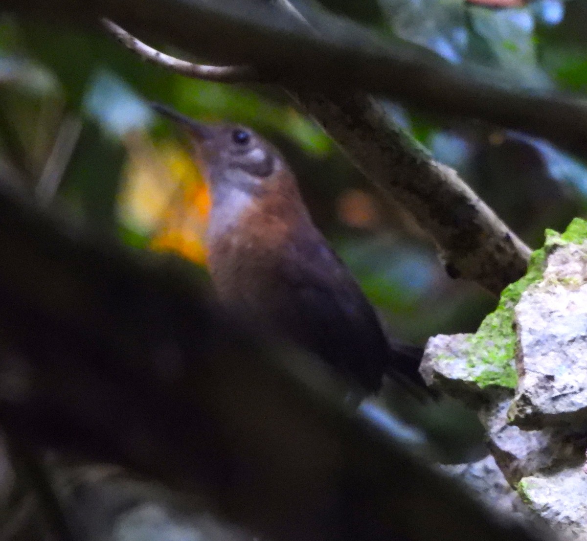 Sumichrast's Wren - ML646870693