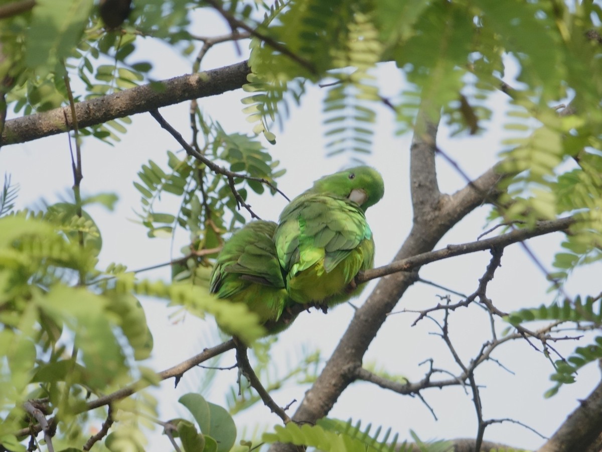 papoušíček vrabčí - ML646870696