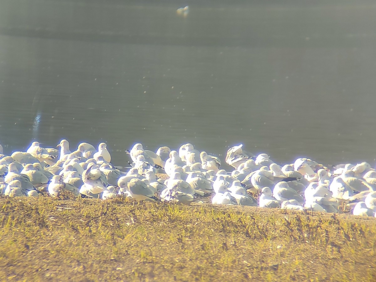 Ring-billed Gull - ML646870698