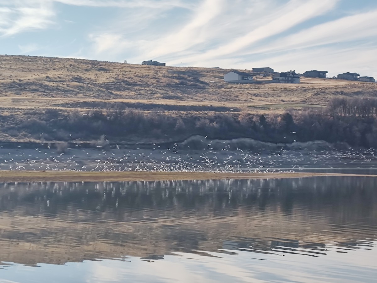 Ring-billed Gull - ML646870699