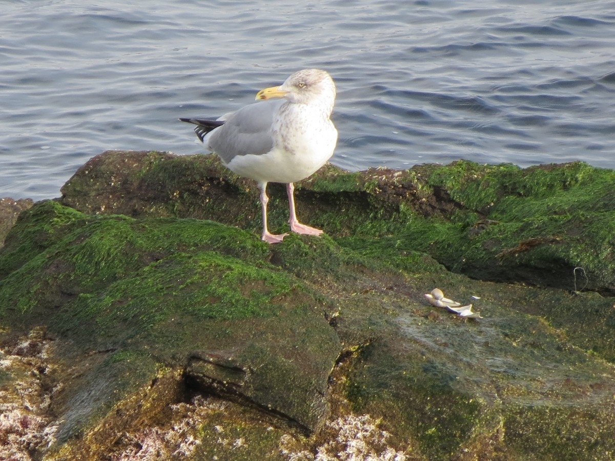 Gaviota Argéntea Americana - ML646870703